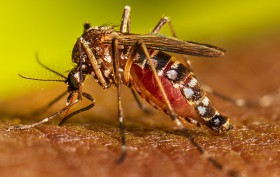 LVV7_Aedes_aegypti_Adult_Feeding_2022_029