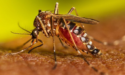LVV7_Aedes_aegypti_Adult_Feeding_2022_029